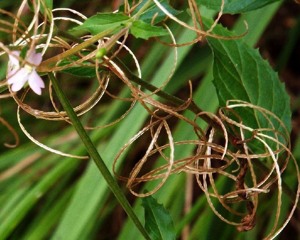 Epilobium cfr. montanum (Myrtales - Onagraceae)